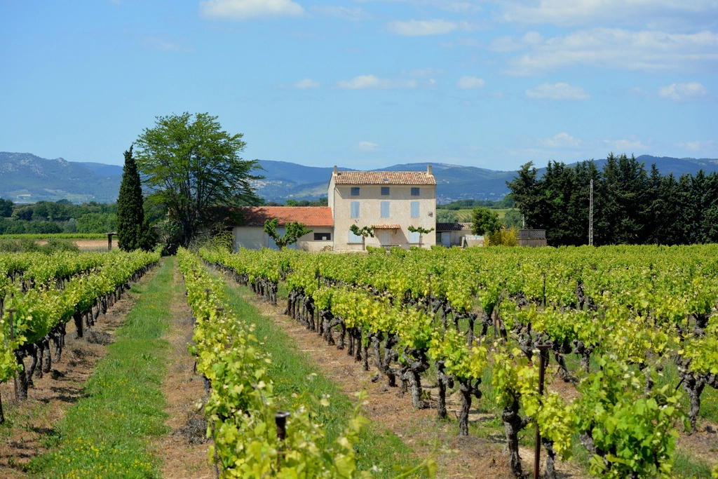 Rows of grapevines in a vineyard